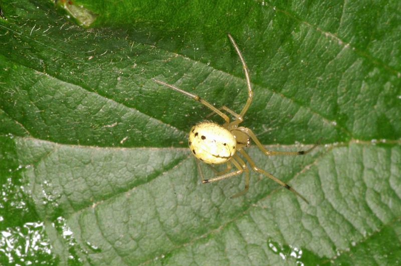 Enoplognatha_ovata_D5196_O_80_Les Gris_Frankrijk.jpg